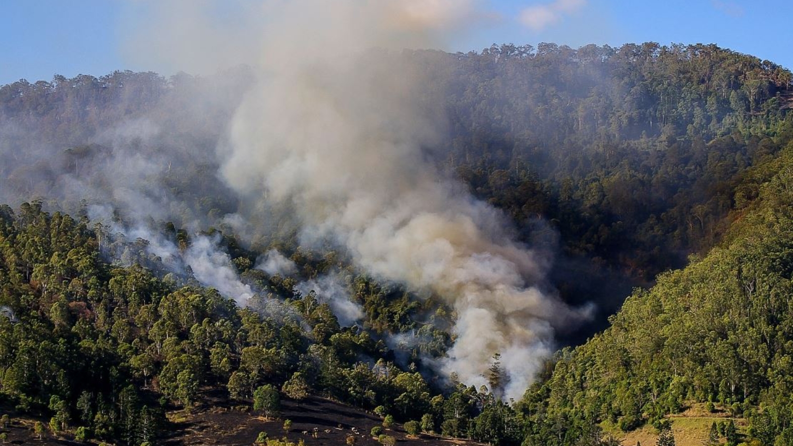 The Importance of Vegetation Management in Bushfire Protection